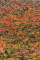 Fall foliage in the White Mountain National Forest, Grafton County, New Hampshire, USA.
