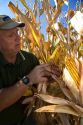 Farmer looking at an ear of ripe feed corn in Payette County, Idaho, USA. MR