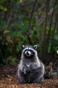Raccoon in Shelton, Washington, USA.