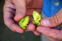 Hop cones from a hop plant in Canyon County, Idaho, USA.