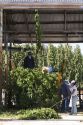 Hops being harvested in Canyon County, Idaho, USA.
