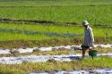 Vietnamese farmer watering rice paddy fields by hand near Tay Ninh, Vietnam.