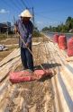 Vietnamese farmers drying peanuts along side the road in the Cu Chi district of Ho Chi Minh City, Vietnam.