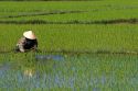 Vietnamese farmer tends to a rice paddy near Hoi An, Vietnam.