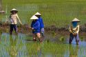 Farmers tending to rice paddies south of Hue, Vietnam.