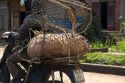 Vietnamese man transporting a live pig to market in Quang Tri Province, Vietnam.