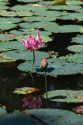 Lotus flowers grow in a water garden at the Saigon Zoo and Botanical Gardens in Ho Chi Minh City, Vietnam.