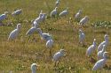 A flock of Cattle Egret in Imperial County near the Mexico border, Southern California, USA.