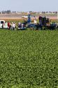 Romain lettuce harvest in the Imperial Valley near El Centro, Southern California, USA.