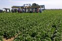 Romain lettuce harvest in the Imperial Valley near El Centro, Southern California, USA.