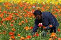 Workers harvest colorful ranunculus flowers growing at The Flower Fields of Carlsbad, Southern California, USA.