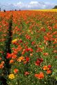 Colorful ranunculus flowers grow at The Flower Fields of Carlsbad, Southern California, USA.