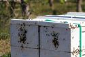 Beehive in an apiary near Parma, Idaho, USA.