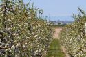 Apple blossoms on trees in an orchard near Parma, Idaho, USA.