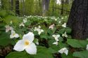 Trillium flowering plants growing wild in a woodlot in Michigan, USA.