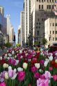 Tulip flowers growing in the city of Chicago, Illinois, USA.