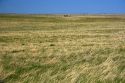 Tall grass prairie in South Dakota, USA.
