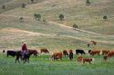 American cowboy rides horseback herding cattle north of Hot Springs, South Dakota, USA.