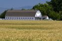 Large barn and wheat crop in Canyon County, Idaho, USA.