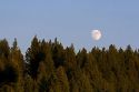 Moonrise over an Idaho pine forest.