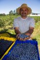 Worker harvesting blueberries on a farm near McMinnville, Oregon, USA.
