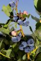 Blueberries grow on the plant near McMinnville, Oregon, USA.