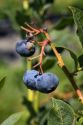 Blueberries grow on the plant near McMinnville, Oregon, USA.