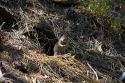 Golden-mantled Ground Squirrel in the Boise National Forest near Cascade, Idaho, USA.