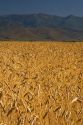 Ripe wheat fields in Camas County, Idaho, USA.