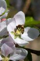 Honey bee pollinating an apple blossom in Canyon County, Idaho, USA.
