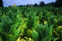 Tobacco farm in Tennessee, USA.