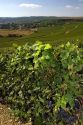 Grapes grow on the vine in the Champagne province of northeast France.
