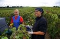 Workers hand harvest grapes from a vineyard near Epernay in the Champagne province of northeast France.