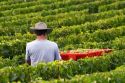 Workers hand harvest grapes from a vineyard near the city of Chalons-en-Champagne in northeast France.