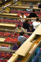 Workers sort and grade apples at the Symms Fruit Ranch packing facility on Sunnyslope Road in Caldwell, Idaho.