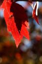Maple tree leaves in autumn.