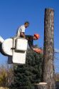 Arborist remove a silver maple tree in Boise, Idaho.