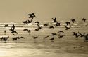 Gulls line the shore of the Pacific Ocean along the Washington coast.