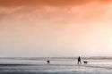 Man walking his dogs on the beach of the Pacific Ocean along the Washington coast.