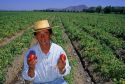 Chilean farmer growing tomatoes in the Central Valley of Chile.