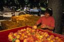 Peach harvest east of Valparaiso, Chile.
