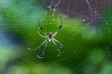 Golden orb-web spider in the Veragua Rainforest near Limon, Costa Rica.