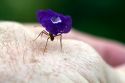 Army ant carriying a flower blossom in the Veragua Rainforest near Limon, Costa Rica.