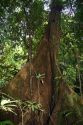 Giant tree in The Veragua Rainforest Research and Adventure Park near Limon, Costa Rica.