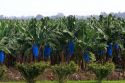 Banana plantation near Siquirees, Limon province, Cosa Rica.