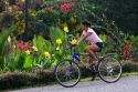 Bicyclist riding past a flower garden near Siquirees, Limon province, Costa Rica.
