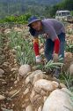 Worker planting pineapple in rocky terrain near Siquirees, Limon province, Costa Rica.