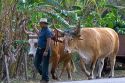 Costa Rican farmer guides a team of oxen near Belen, Costa Rica.