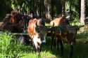 Oxen pull a cart of havested oil palm fruit on a plantation near Caldera, Costa Rica.