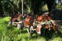 Oxen pull a cart of havested oil palm fruit on a plantation near Caldera, Costa Rica.